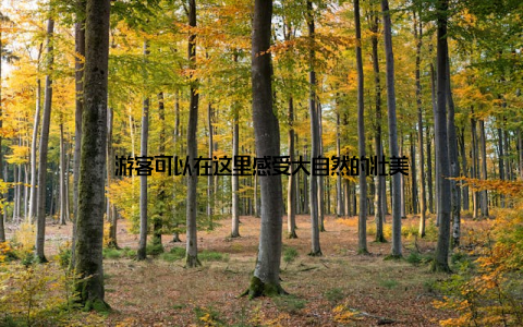 游客可以在这里感受大自然的壮美